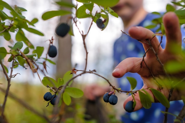 Rijpe bosbessen plukken in het bos in de zomerdag