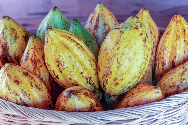 Rijpe cacaopeulen of geel cacaofruit Oogst cacaobonen om naar de chocoladefabriek te sturen