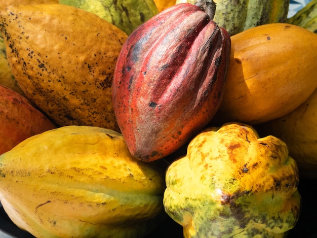 Rijpe cacaovruchten in kom op tafel tropisch fruit