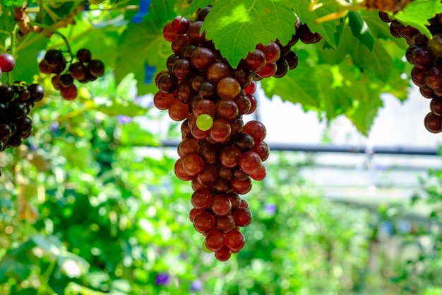 Rijpe druiven op een groene achtergrond in de tuinxA