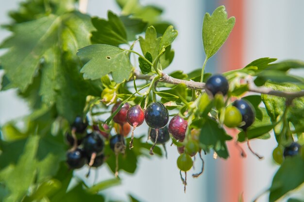 Rijpe en groene zwarte bes op een tak omringd door bladeren