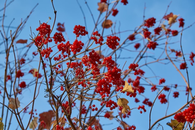 Rijpe en licht verwelkte trossen viburnum in de tuin