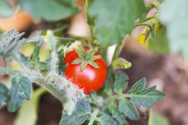 Rijpe en onrijpe biologische tomaten die in de zomer in kas groeien