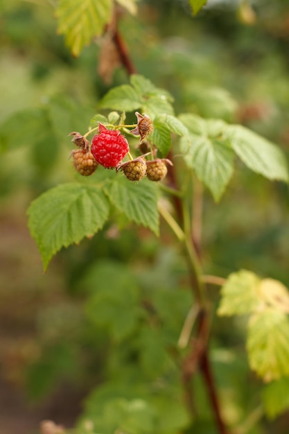 Rijpe en onrijpe frambozen in de fruittuin Frambozenstruik in de zomerdag