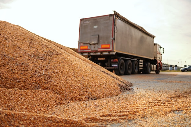 Rijpe en romp maïs op stapel voorbereid voor transport. op de achtergrond is een vrachtwagen.