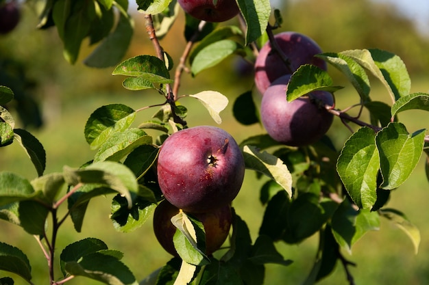 Rijpe en sappige rode appels hangen aan een boom.