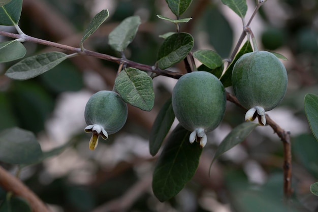 Rijpe feijoa-vruchten aan een boom lat acca sellowiana verse feijoa bijna klaar om te oogsten