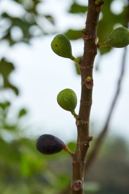Rijpe fig.fruit op boomtak