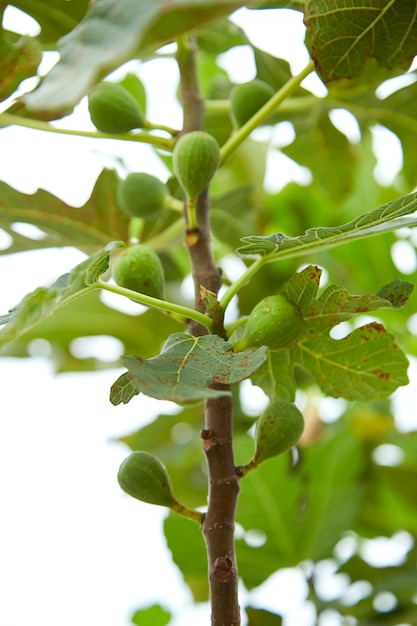 Foto rijpe fig.fruit op boomtak