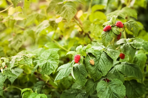 Rijpe frambozen aan de struiken in de tuin Frambozenstruiken groeien op de boerderij