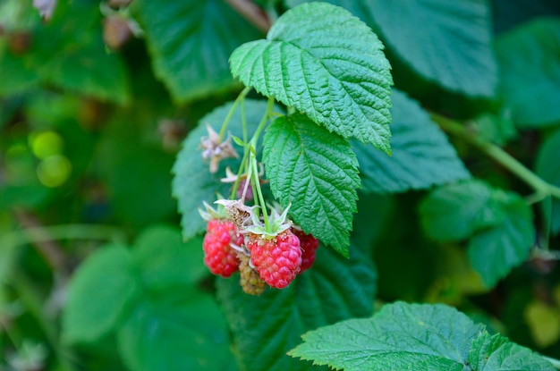 rijpe frambozen in de tuin