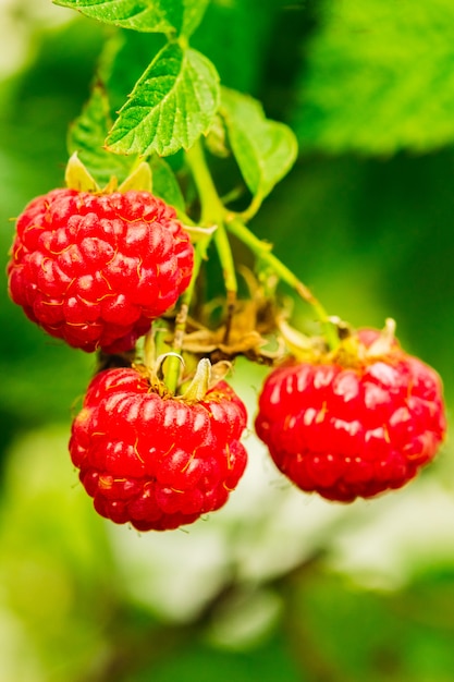 Rijpe frambozen in de tuin