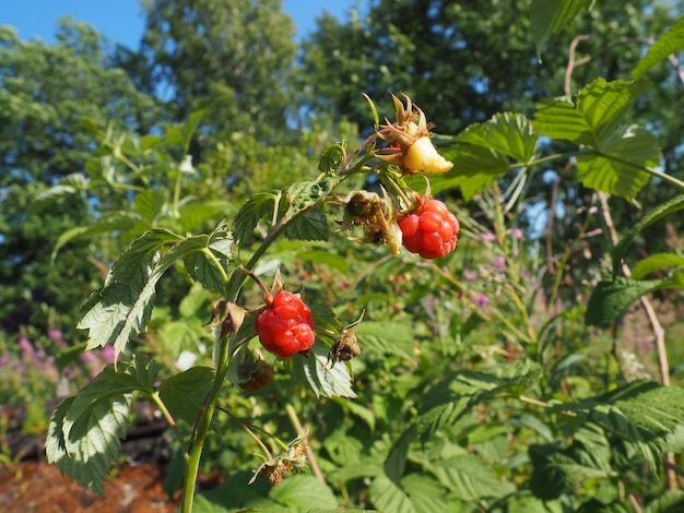 Rijpe frambozen op de struik Heerlijke verse frambozen tegen de achtergrond van groene bladeren en takken Frambozenproductie Gemeenschappelijke framboos Rubus idaeus-framboos in de familie Rosaceae