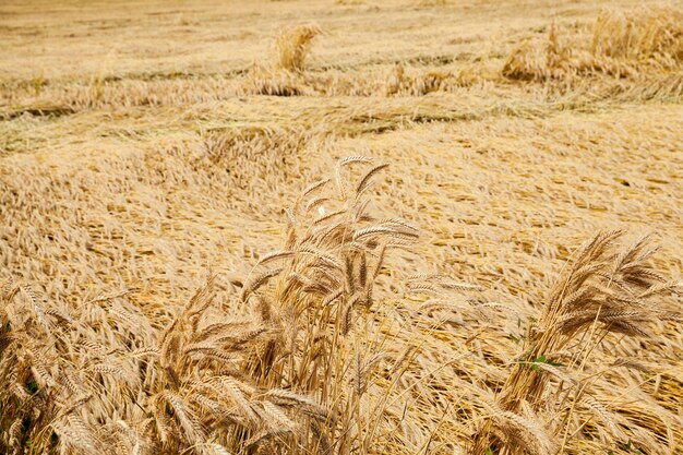 Rijpe gele granen - Landbouwgebied waarop rijpe vergeelde granen groeien