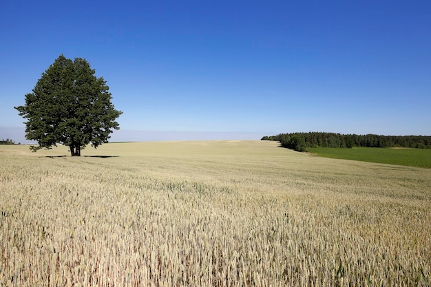 Rijpe gele granen