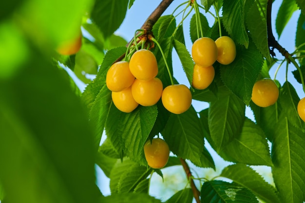 Rijpe gele kersen aan de boom