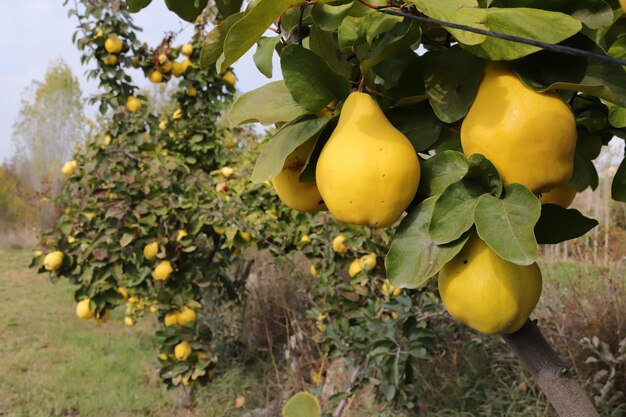 Rijpe gele kweeperen in de boomgaard