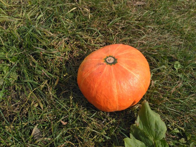 Rijpe gemberpompoen op de achtergrond van gras Herfstconcept met pompoen