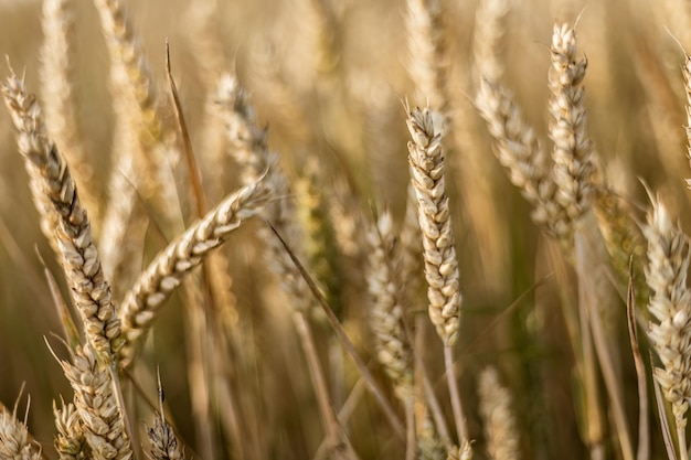 Rijpe gerst spike in zomer veld macro-opname