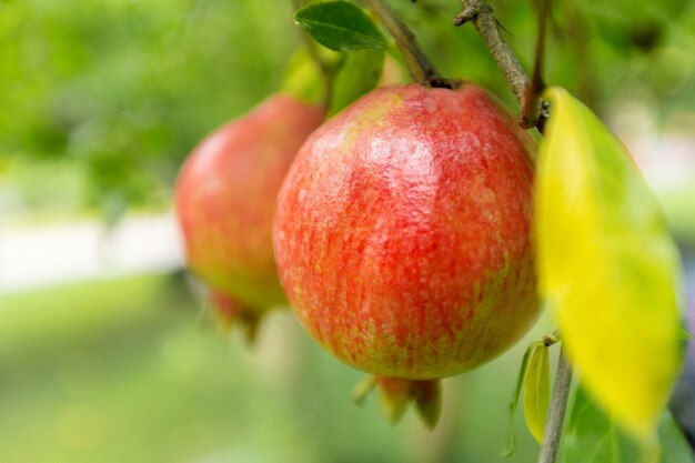 rijpe granaatappel op de boom