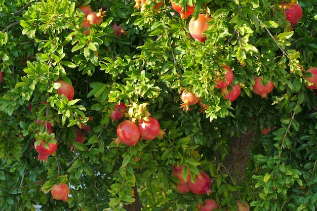 Rijpe granaatappels op een boom in Peloponnesos