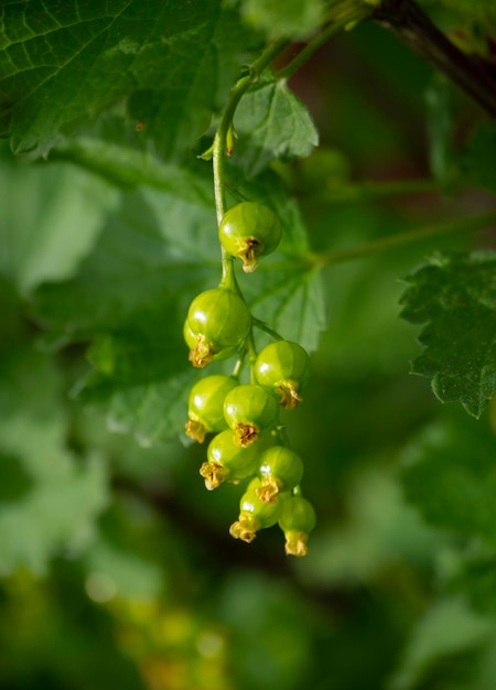 Rijpe groene besbessen Ribes tussen het gebladerte op een struik in Griekenland