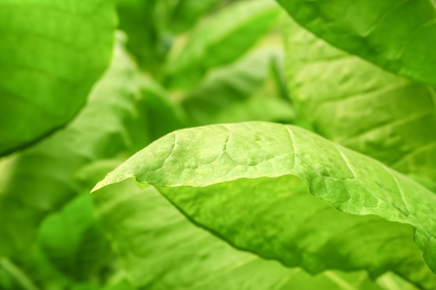 rijpe groene bladeren van Turkse tabak groeien in een tabaksboerderij. tabaksteeltconcept