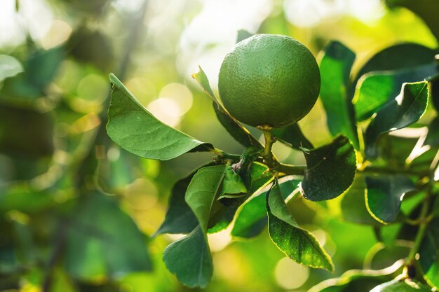 Rijpe groene citroenen aan de kleine groenblijvende boom