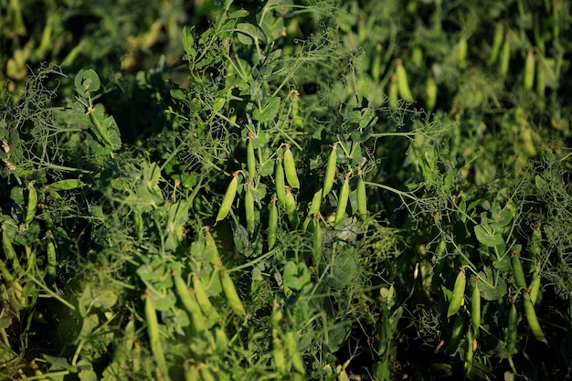 Rijpe groene erwten op de veldclose-up