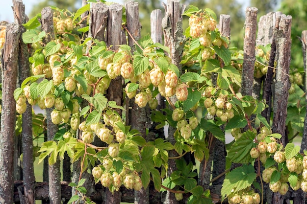 Rijpe groene hopbellen Groeiende hop voor industrieHops voor het maken van zelfgemaakt bierSelectieve focus