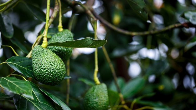 Rijpe hass-avocado's die op de boom hangen