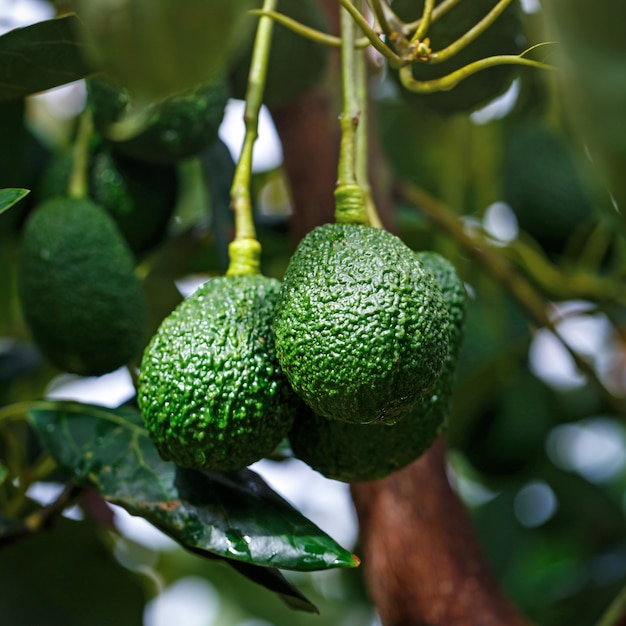 Rijpe Hass-Avocado's die op de boom hangen