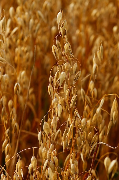 Rijpe haveroren in een veld