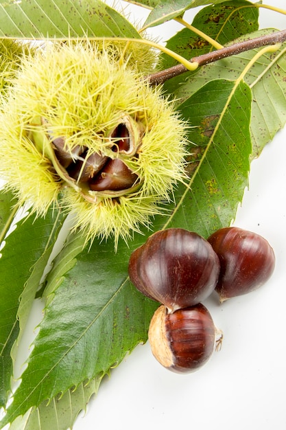 Rijpe kastanjes close-up. Rauwe kastanjes voor Kerstmis. Verse zoete kastanje. Castanea sativa bovenaanzicht. Voedsel achtergrond.