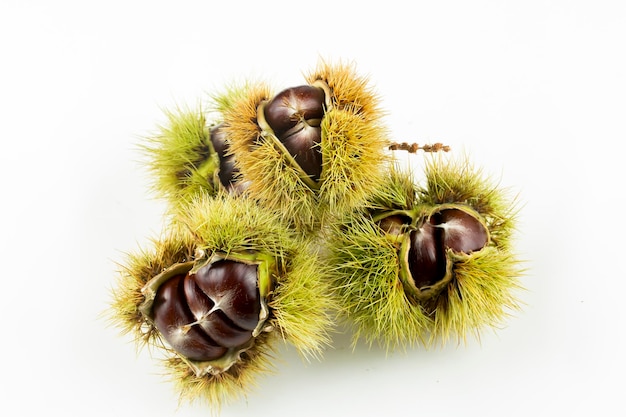 Rijpe kastanjes close-up. rauwe kastanjes voor kerstmis. verse zoete kastanje. castanea sativa bovenaanzicht. voedsel achtergrond.