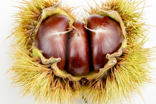 Rijpe kastanjes close-up. rauwe kastanjes voor kerstmis. verse zoete kastanje. castanea sativa bovenaanzicht. voedsel achtergrond.