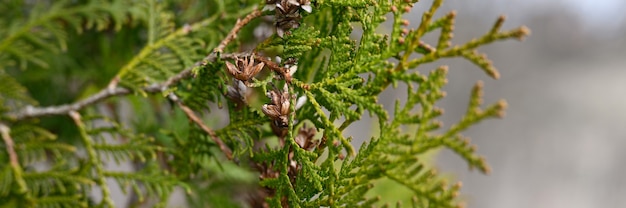 Rijpe kegels oosterse arborvitae en gebladerte thuja. close-up van heldergroene textuur van thuja bladeren met bruine zaadkegels. banner