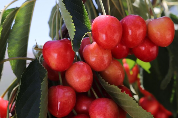 Rijpe kersen aan de kersenboom