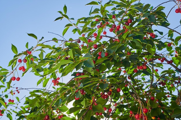 Rijpe kersen oogst van een vruchtbare boom