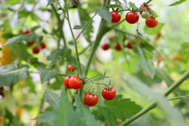 Foto rijpe kersen tomaten op een plant