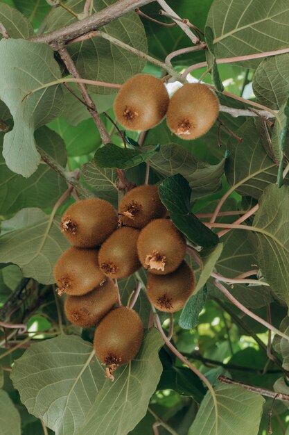 Foto rijpe kiwi's aan de boom