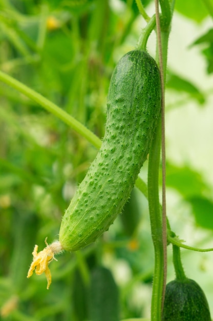 Rijpe komkommer op een tak in de tuin