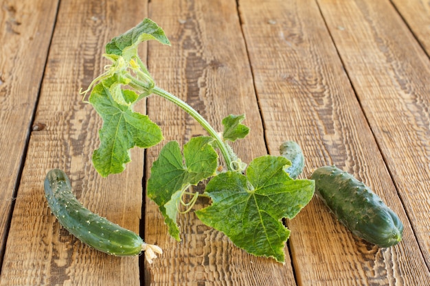 Rijpe komkommers met groene bladeren geplukt in de tuin liggend op de houten planken. verse groenten.