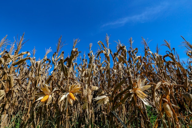 Rijpe korenaren op het veld