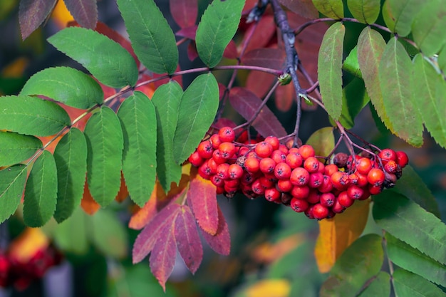 Rijpe lijsterbessen en kleurrijke lijsterbessenbladeren in de herfst geneeskrachtige plant schoonheid van de natuur herfstachtergrond