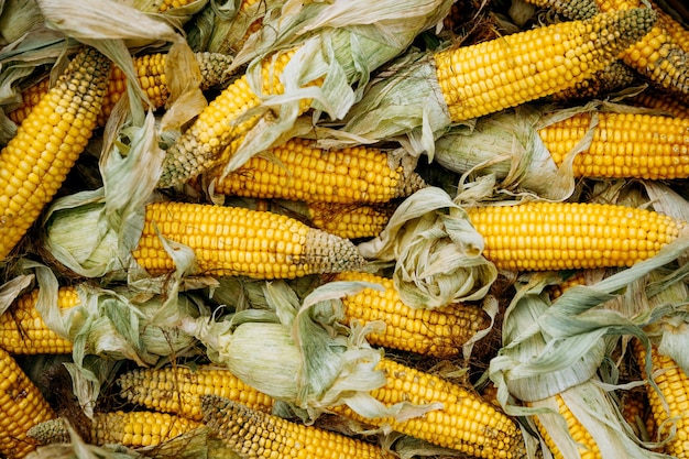 Rijpe maïs in een rieten mand