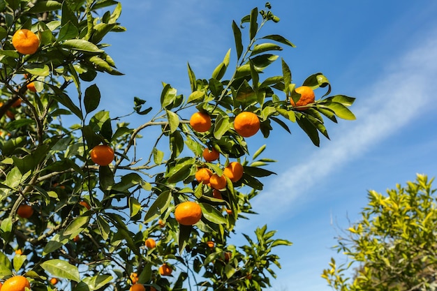 Rijpe mandarijnen en blauwe lucht fruittuin