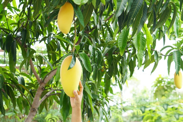 Rijpe mangobladeren aan de boom