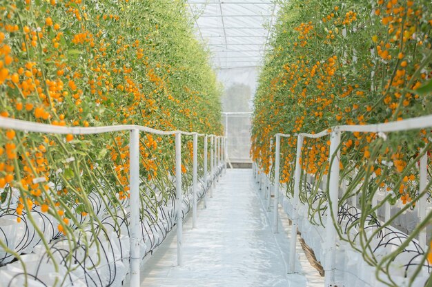 Rijpe natuurlijke tomaten groeien op een tak in een kas