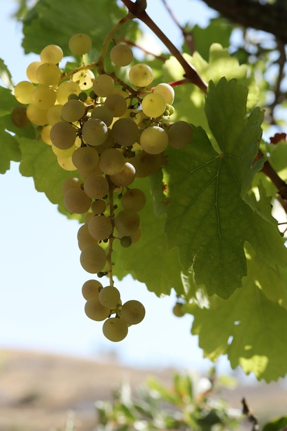 Rijpe natuurlijke witte druiven in de herfst